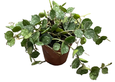 2" Hoya Curtissi